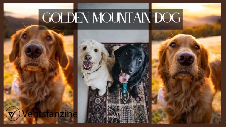Golden Mountain Dog